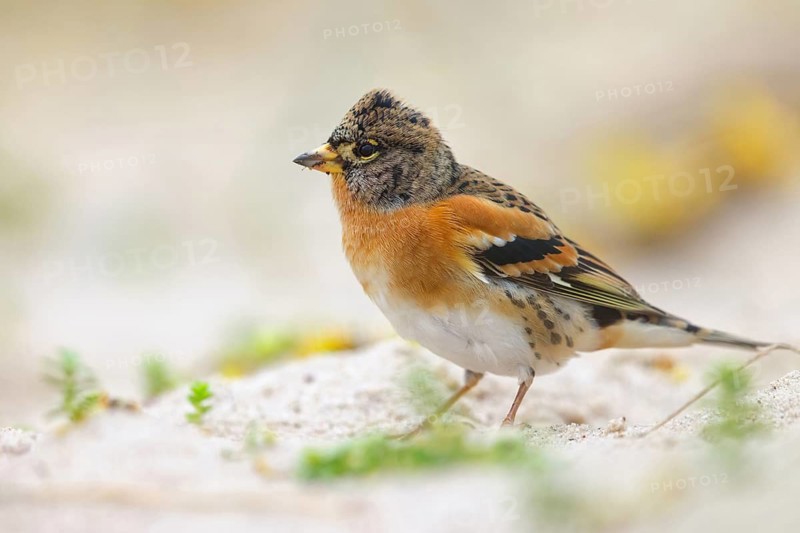 Brambling (Fringilla montifringilla), spring, foraging, Battenberg, Heligoland, Rhineland-Palatinate, Federal Republic of Germany