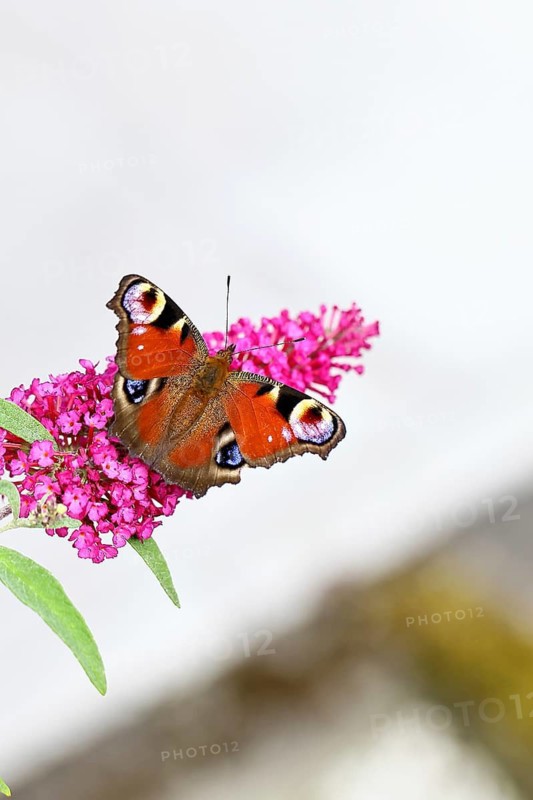 Peacock butterfly (Inachis io) sucking nectar on butterfly bush (Buddleja davidii), in a natural environment in the wild, close-up, wildlife, insects, butterflies, butterflies, Wilnsdorf, North Rhine-Westphalia, Germany