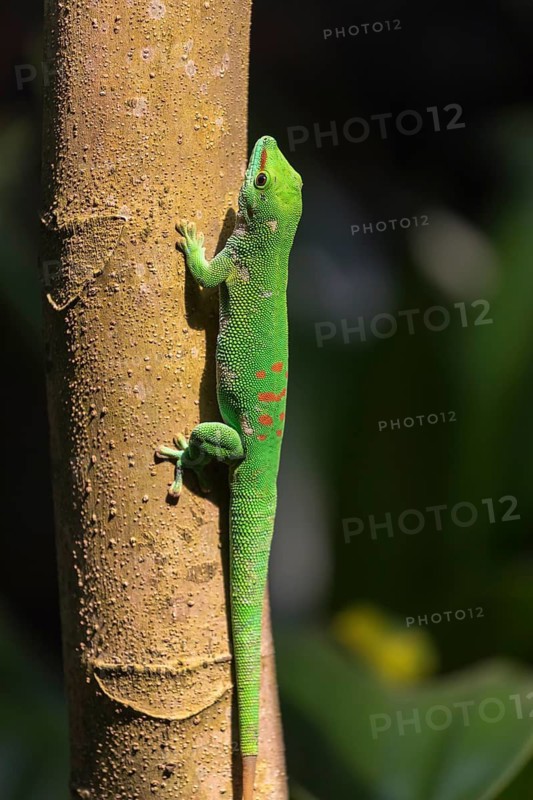One Madagascar giant day gecko, Phelsuma madagascariensis grandis, climbing up a tree in bright sunlight with dark forest in the background