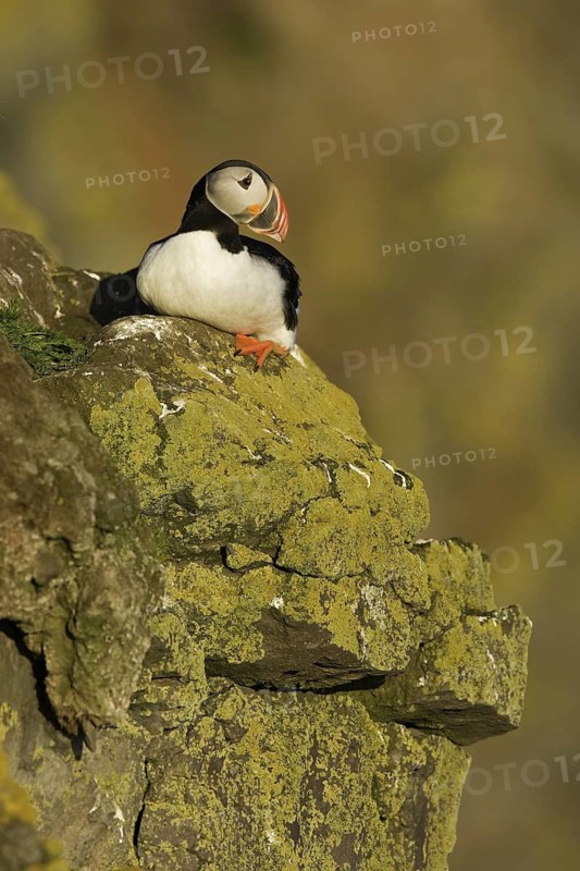 Atlantic Puffin (Fratercula arctica), Iceland
