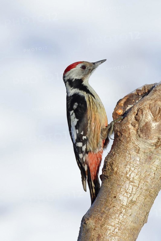 Middle spotted woodpecker (Dendrocopos medius) sitting on a tree trunk in front of a blue sky, Animals, Birds, Woodpeckers, Wilnsdorf, North Rhine-Westphalia, Germany