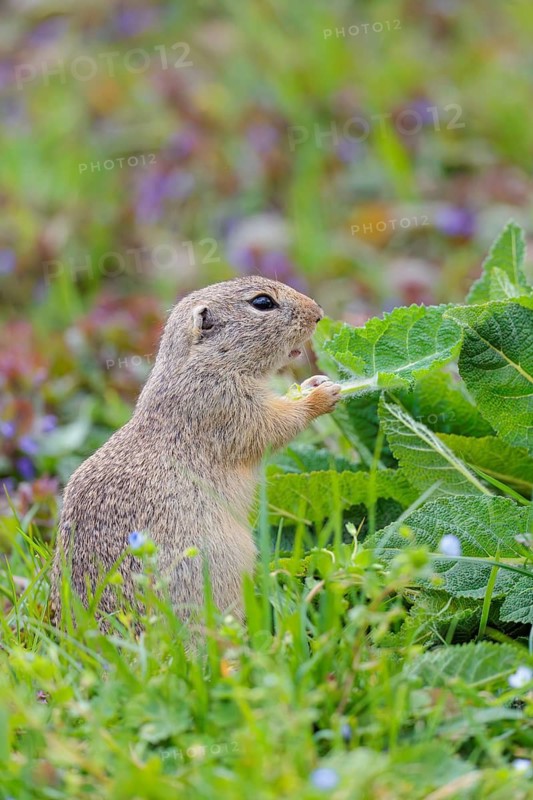 An adult ground squirrel (Spermophilus citellus) eats leaves and flowers on a cloudy day in a green meadow with tall vegetation. Austria