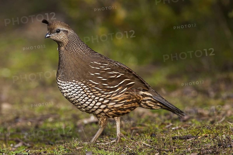 California Quail (Callipepla californica) female, California, USA