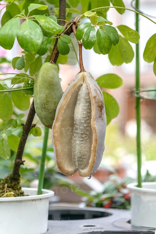 Climbing cucumber (Akebia quinata), Hakon Botanical Garden of Wetlan, Japan