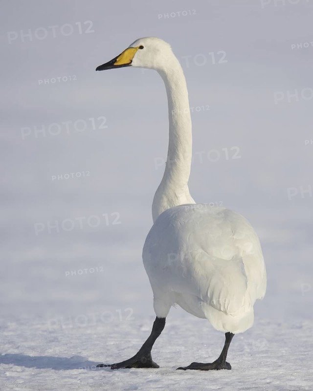 Whooper Swan (Cygnus cygnus), Mecklenburg-Western Pomerania, Germany