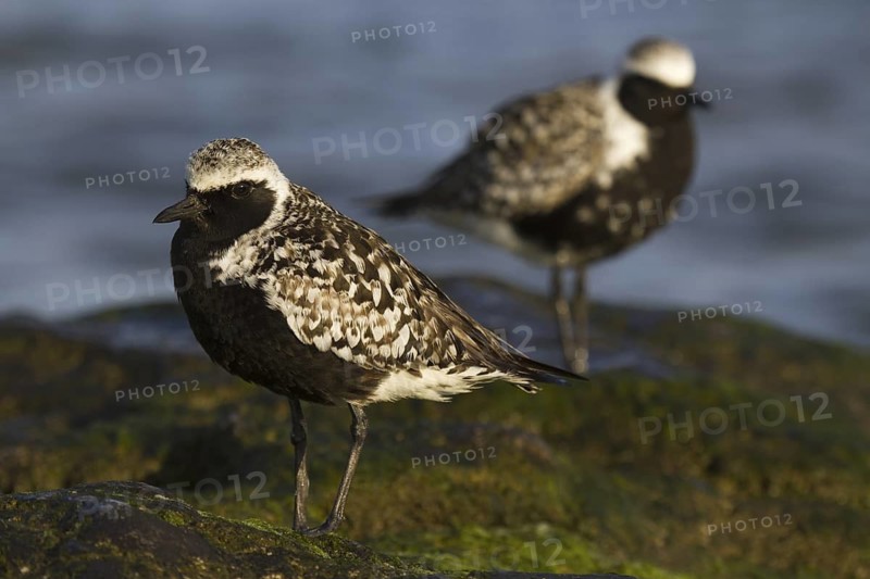 Grey Plover (Pluvialis squatarola), Asturias, Spain
