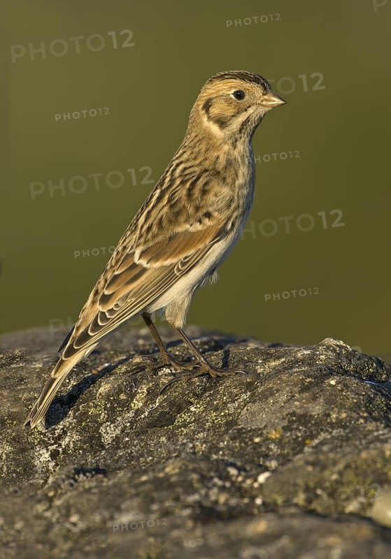 Lapland Longspur (Calcarius lapponicus), British Columbia, Canada