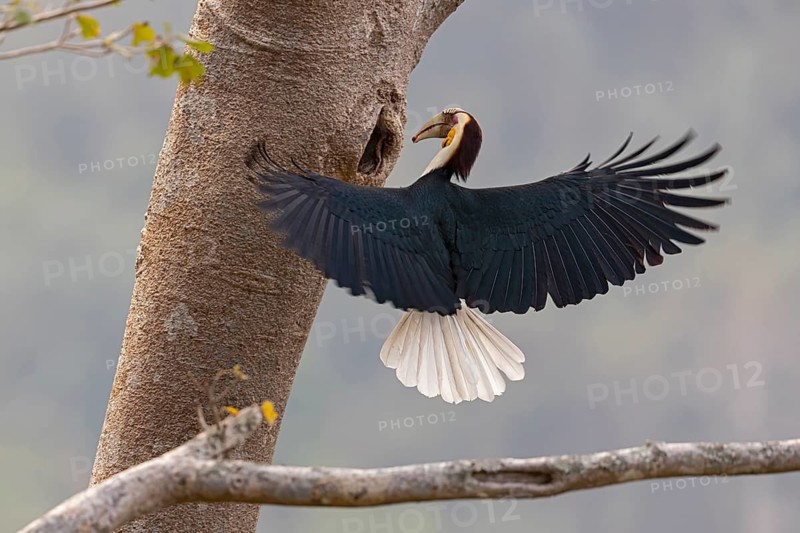 Wreathed Hornbill (Rhyticeros undulatus) male feeding at the nesting hole, Yunnan, China
