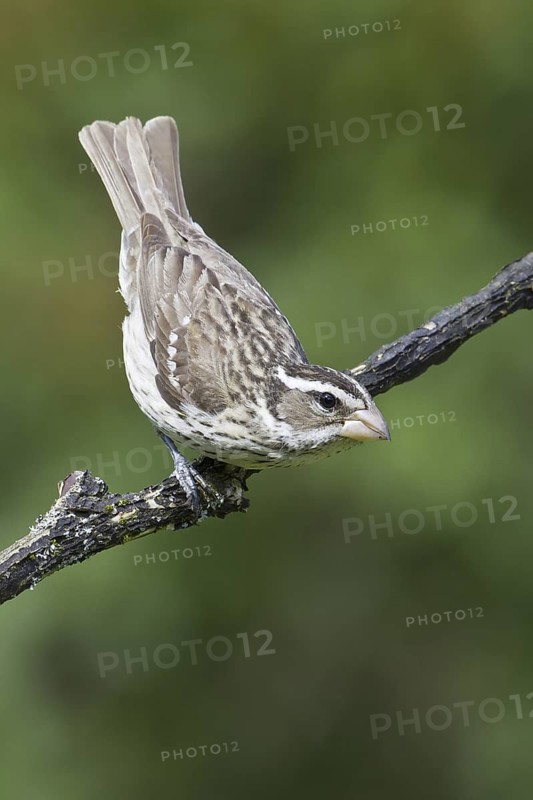 Rose-breasted Grosbeak (Pheucticus ludovicianus), Ontario, Canada