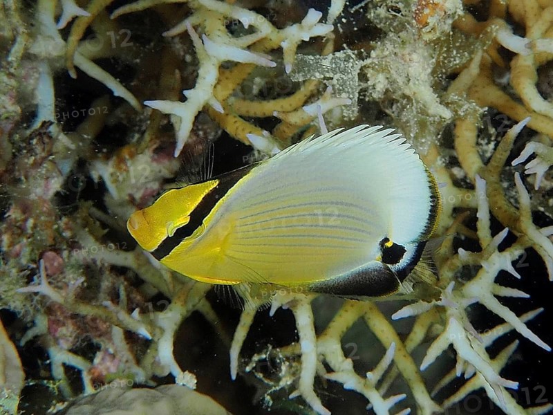 Juvenile red stripe butterflyfish (Chaetodon austriacus)