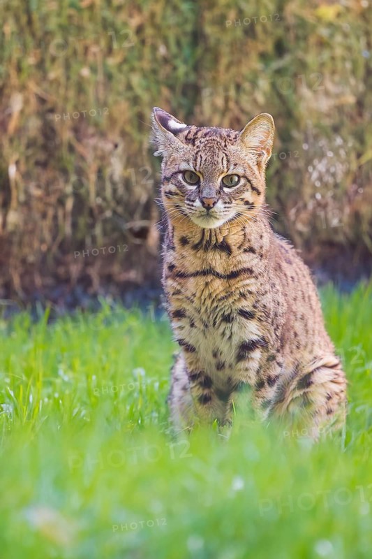 Portrait of a Geoffroy's cat (Leopardus geoffroyi)