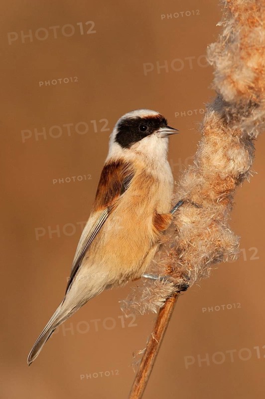 Eurasian Penduline Tit (Remiz pendulinus) male perched on a cattail, Lisbon, Portugal
