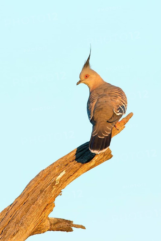 Crested Pigeon (Ocyphaps lophotes), Victoria, Australia