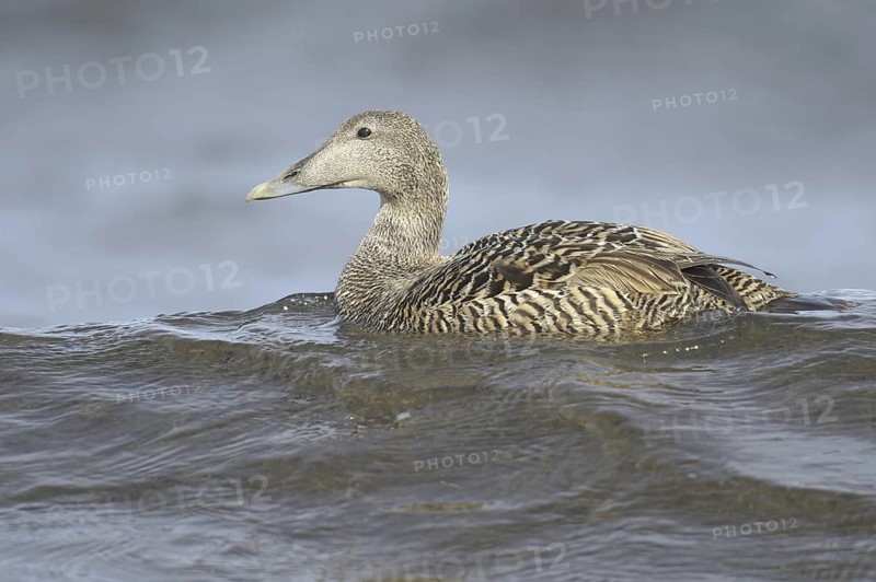Common Eider (Somateria mollissima) female, Bornholm, Denmark