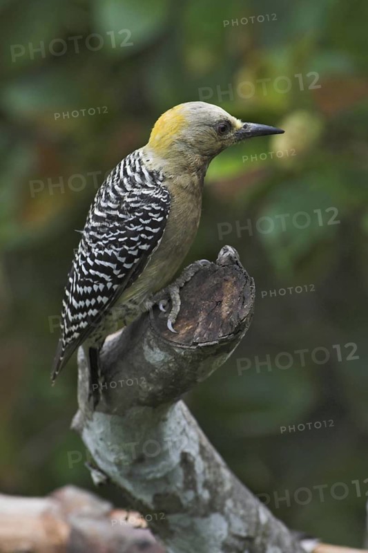 Hoffmann's Woodpecker (Melanerpes hoffmannii) female, Costa Rica
