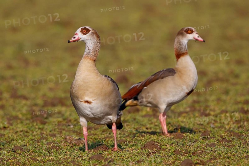 Egyptian Goose (Alopochen aegyptiaca) pair, North Rhine-Westphalia, Germany