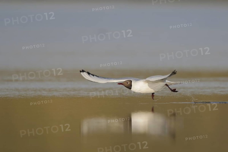 Black-headed Gull (Chroicocephalus ridibundus), Texel, Netherlands