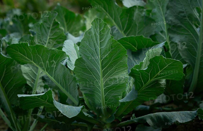 Large, vibrant green leaves of a leafy vegetable thriving in a garden setting