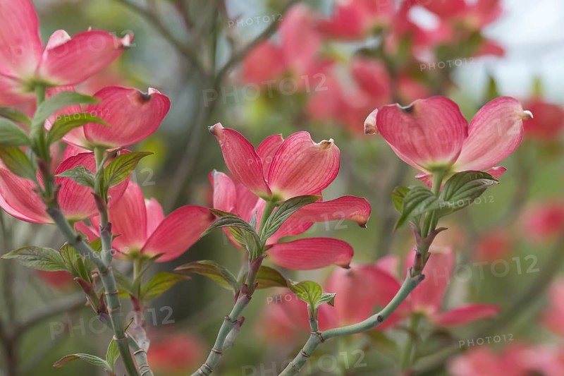 Flowering dogwood (Cornus florida 'Sweetwater'), Germany