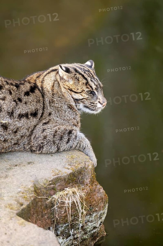 Fishing cat (Prionailurus viverrinus) at the shore of a lake on a sunny day, captive, Germany