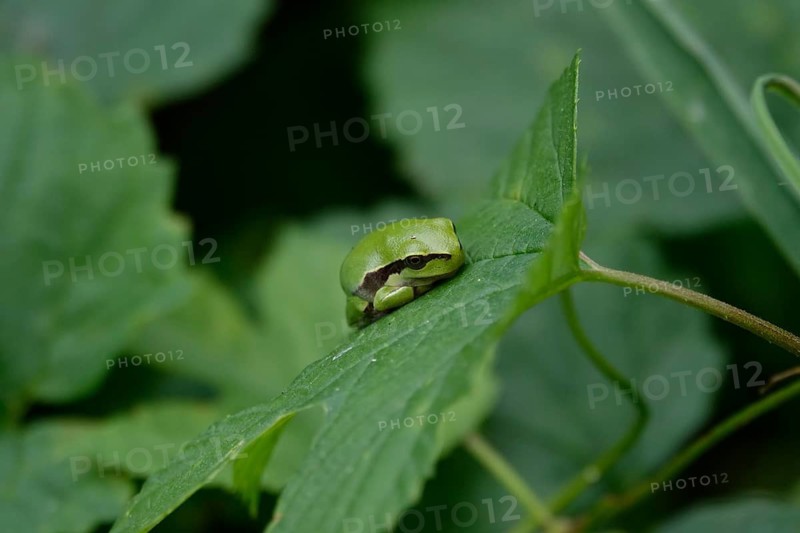 Tree frog, August, Saxony, Germany