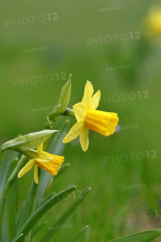 Daffodil (Narcissus), yellow flower in a garden, inflorescence, early bloomer, spring, Wilnsdorf, North Rhine-Westphalia