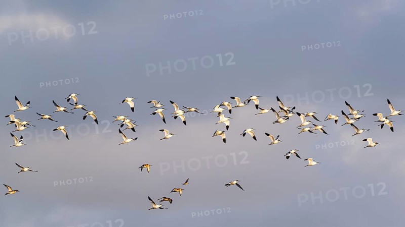 Pied Avocet, Recurvirostra avosetta, birds in flight over marshes