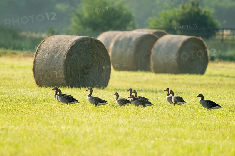 Greylag goose (Anser anser), greylag geese standing in a meadow, hay bales behind, Lower Saxony, Germany