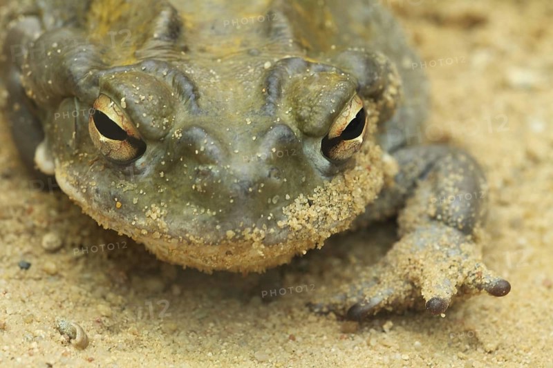 Portrait, Sonora toad (Bufo alvarius), eyes, sand, captive