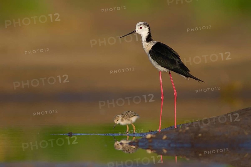 Black-winged Stilt (Himantopus himantopus) male, Subotica, Serbia