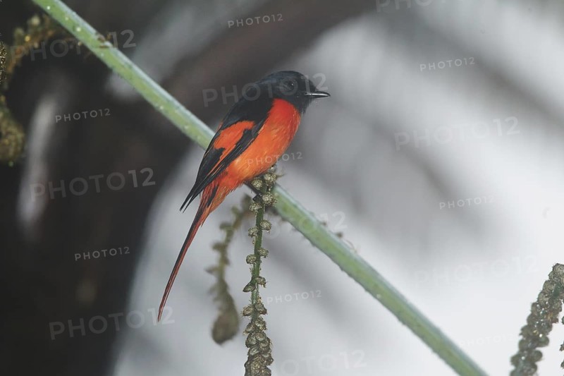 Grey-chinned Minivet (Pericrocotus solaris) male, Fraser's Hill, Malaysia