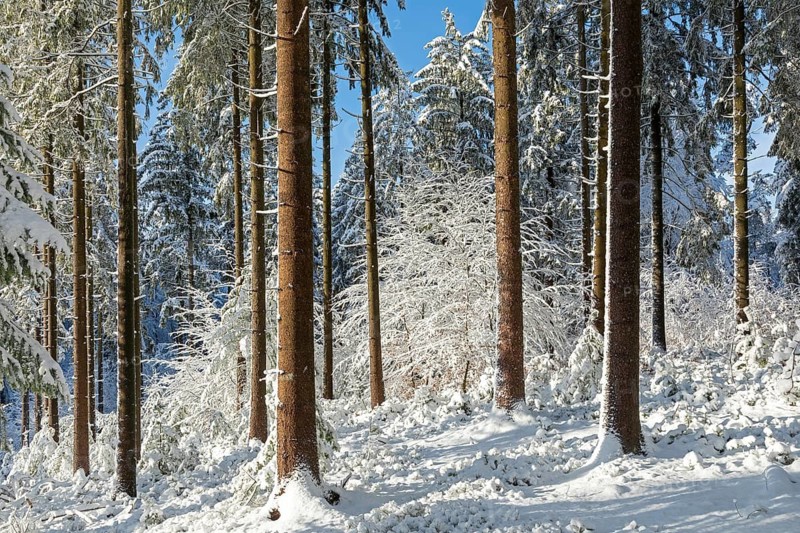 Snowy trees, tree trunks, forest, snow, winter, Sieversen, Samtgemeinde Rosengarten, Lower Saxony, Germany