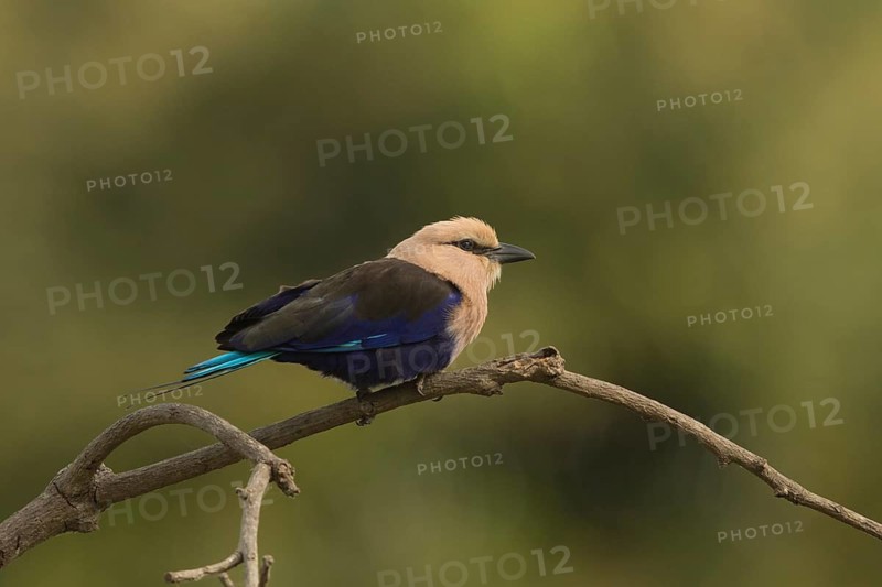 Blue-bellied Roller (Coracias cyanogaster), Gambia