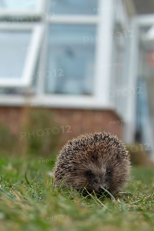 European hedgehog (Erinaceus europaeus) adult animal walking on a garden grass lawn in the summer, England, United Kingdom