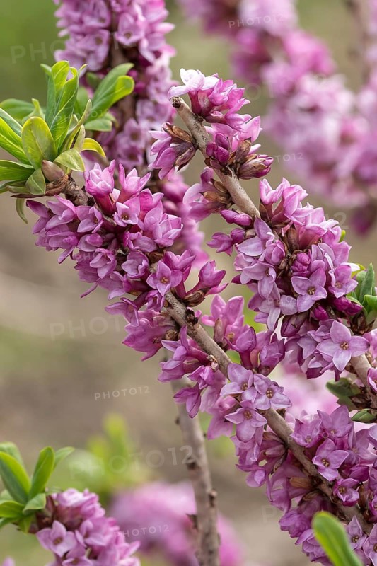 Daphne (Daphne mezereum)
