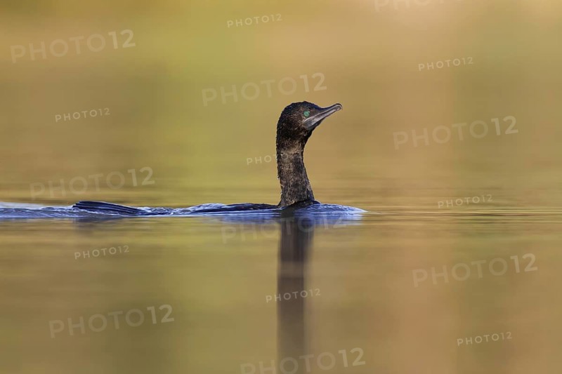 Little Black Cormorant (Phalacrocorax sulcirostris), Victoria, Australia