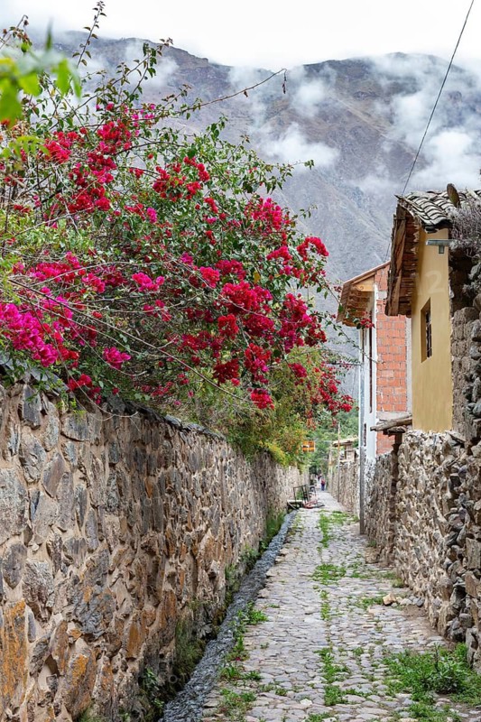 Bougainvillea (Bougainvillea spectabilis), Ollantaytambo, Sacred Valley, Peru