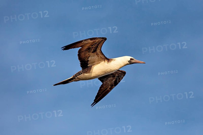 Bird in flight against a blue sky with brown and white feathers, guano booby in flight near Paracas in Peru (Sula variegata)