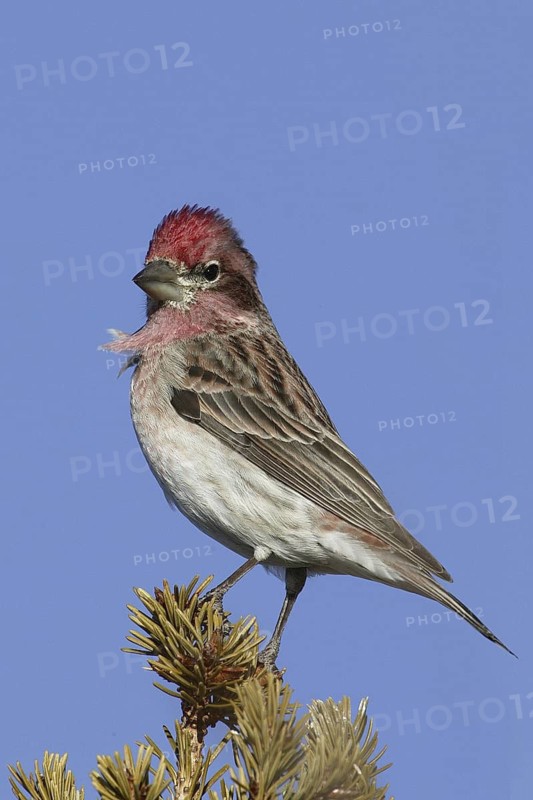 Cassin's Finch (Haemorhous cassinii) male, New Mexico, USA