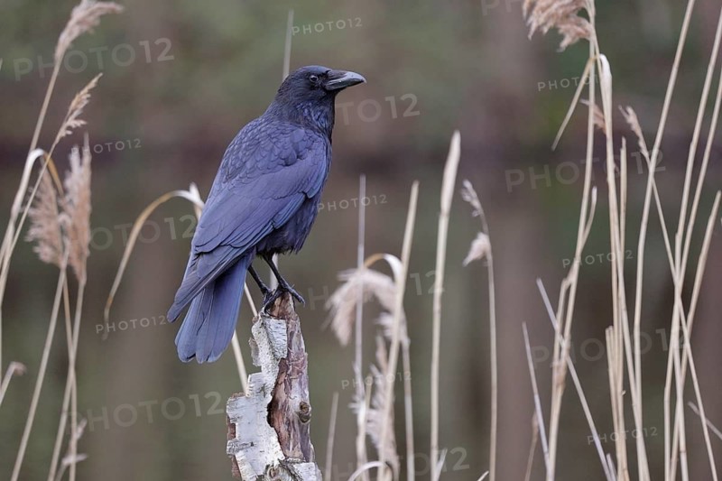 Rabenkrähe lat. Corvus corone, steht auf Birkenstumpf am Schilfufer