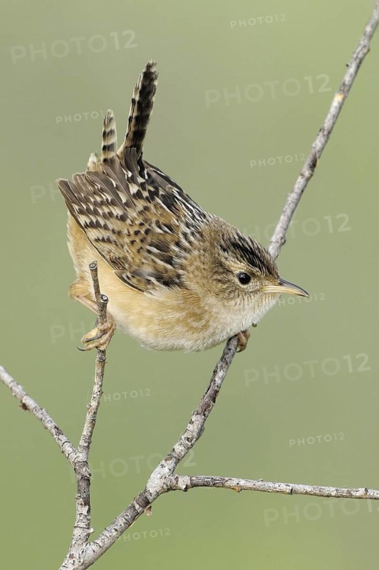 Sedge Wren (Cistothorus platensis), Alberta, Canada