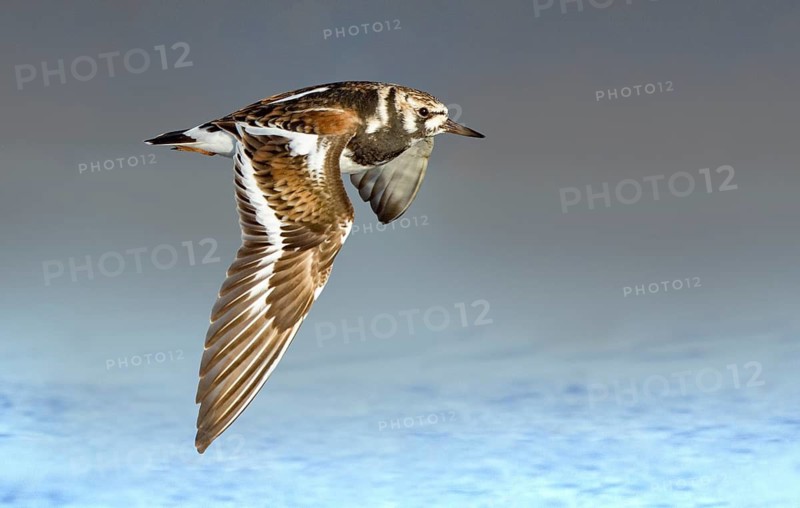 Ruddy Turnstone (Arenaria interpres) flying, Texas, USA