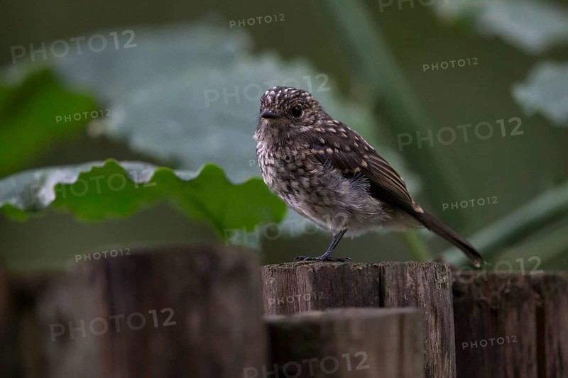 African Dusky Flycatcher (Muscicapa adusta pumila) chick, Bwindi Impenetrable National Park, Uganda