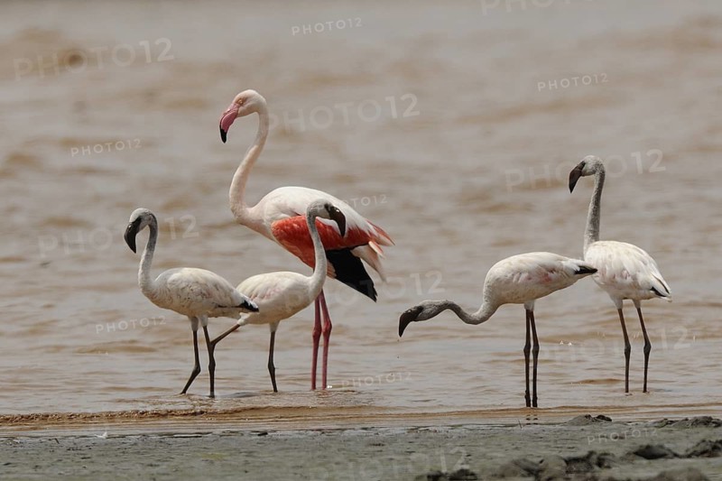 Lesser Flamingo & Greater Flamingo (Phoeniconaias minor & Phoenicopterus roseus), Sabaki, Kenya