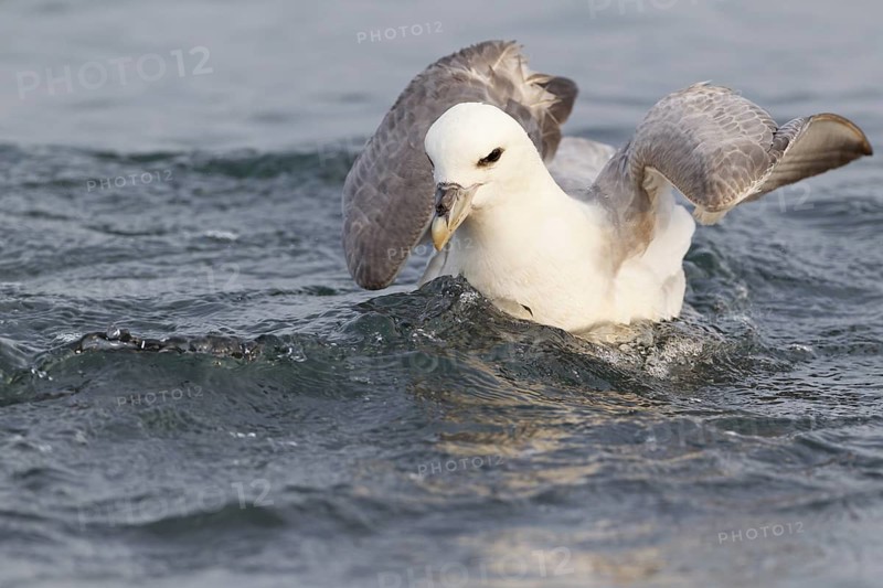 Northern Fulmar (Fulmarus glacialis), Iceland