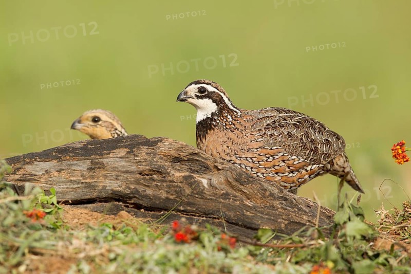 Northern Bobwhite (Colinus virginianus) pair, Texas, USA