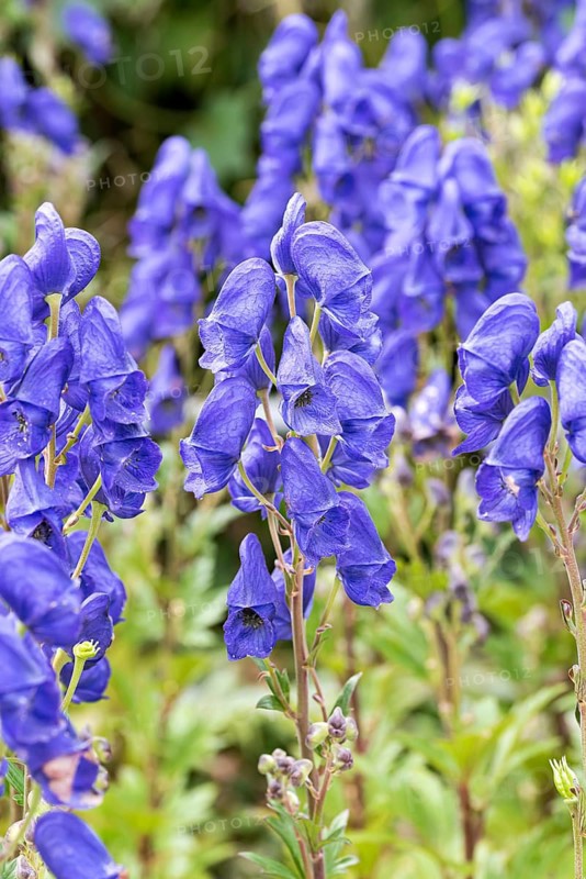 Foxglove (Aconitum carmichaelii 'Arendsii'),  Germany