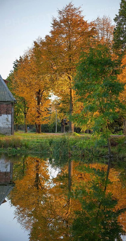 Autumnal lime tree (Tilia) reflected in a pond, Othenstorf Estate, Mecklenburg-Vorpommern, Germany
