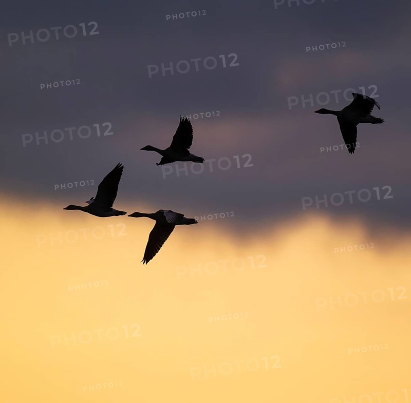 Greylag goose (Anser anser), Greylag geese in flight in front of a dramatically coloured morning sky, Lower Saxony, Germany