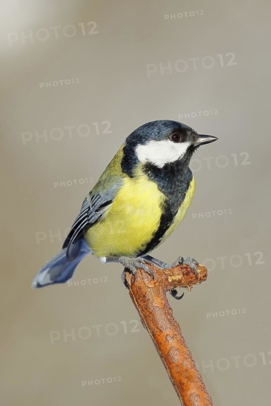 Great tit (Parus major) sitting on a branch, Wilnsdorf, North Rhine-Westphalia, Germany